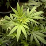 Nie wiadomo czy płakać czy się śmiać, ale kurczą się krajowe uprawy konopi indyjskich. Bardziej opłacalne i dogodne jest sprowadzanie zioła z Hiszpanii. Tak wynika z informacji, które przekazał PAP komendant CBŚP – nadinsp. Paweł Półtorzycki.