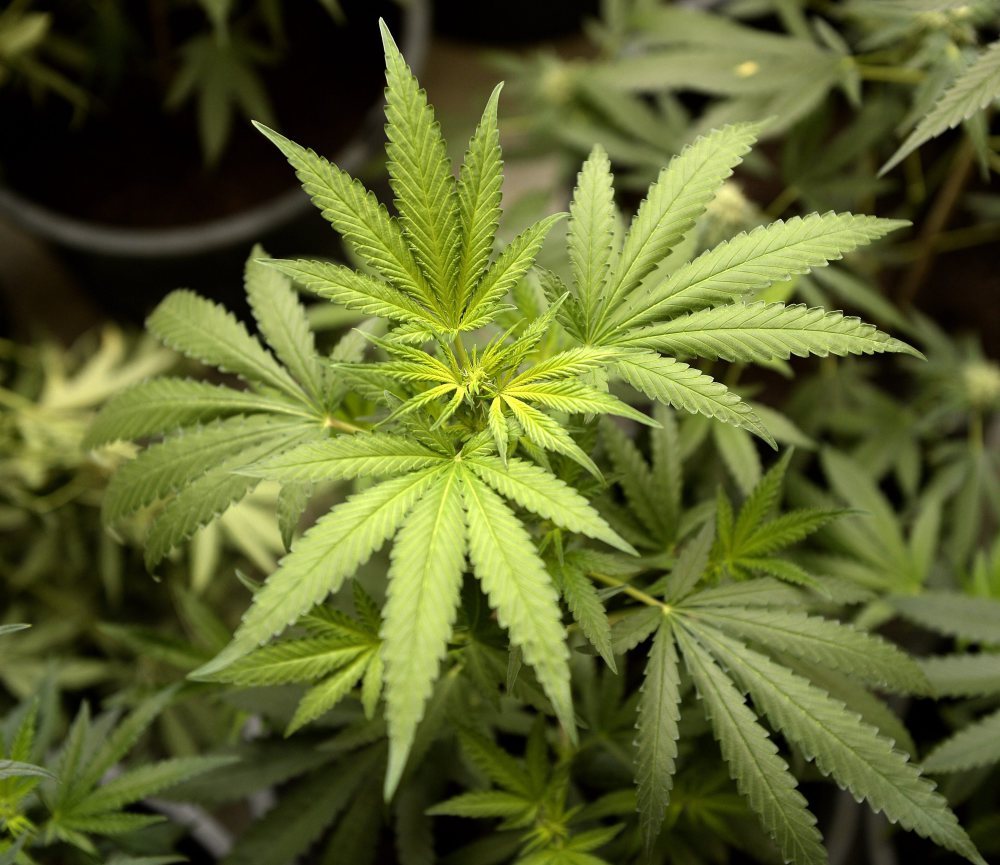 Nie wiadomo czy płakać czy się śmiać, ale kurczą się krajowe uprawy konopi indyjskich. Bardziej opłacalne i dogodne jest sprowadzanie zioła z Hiszpanii. Tak wynika z informacji, które przekazał PAP komendant CBŚP – nadinsp. Paweł Półtorzycki.