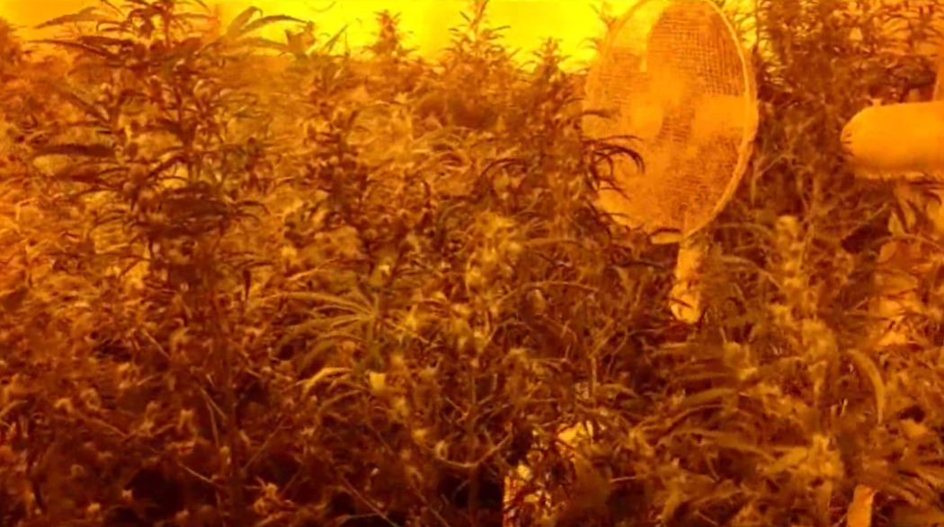 Z Prokuratury Rejonowej w Głubczycach (woj. opolskie) trafił do sądu akt oskarżenia przeciwko starszemu małżeństwu, które wyhodowało ponad 100 kilogramów zioła.