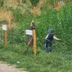 Nie lada sensacją dla przechodniów stało się pole konopi włóknistych znajdujące się w Lublinie przy ul. Jantarowej. Chociaż na ogrodzeniu widnieją tabliczki informujące o tym, że są to konopie nie zawierające substancji psychoaktywnych, mało kto w to wierzy i krzewy są notorycznie obrywane.