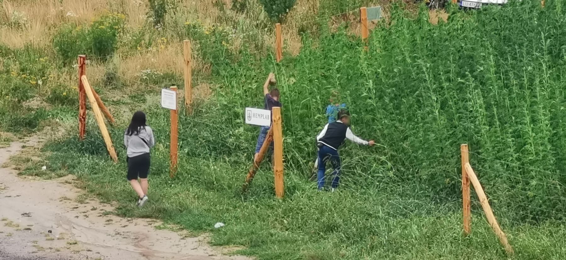 Nie lada sensacją dla przechodniów stało się pole konopi włóknistych znajdujące się w Lublinie przy ul. Jantarowej. Chociaż na ogrodzeniu widnieją tabliczki informujące o tym, że są to konopie nie zawierające substancji psychoaktywnych, mało kto w to wierzy i krzewy są notorycznie obrywane.