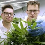 Rodzinna firma z Konopnicy w woj. lubelskim to niekwestionowany lider w produkcji systemów oświetlenia do uprawy i wzrostu konopi oraz innych roślin. Na tym jednak działalność Plantalux się nie kończy. Oprócz szerokiej współpracy z placówkami naukowymi oraz światowej renomy w produkcji systemów oświetlenia, bracia Jakub i Rafał Lachowscy pokazują jak wycisnąć z konopi ostatnie soki - czego przykładem jest „konopna dżungla”.