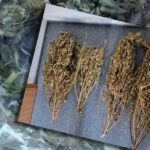 Majeranek czy marihuana? Takie pytania padają w mediach społecznościowych pod postami i artykułami na temat przejęcia 3 kilogramów suszu, które miał 39 letni mieszkaniec powiatu sejneńskiego. Internauci uważają, że susz na opublikowanych zdjęciach bardziej przypomina majeranek i strach mieć przyprawy, bo można usłyszeć zarzuty posiadania konopi indyjskich.