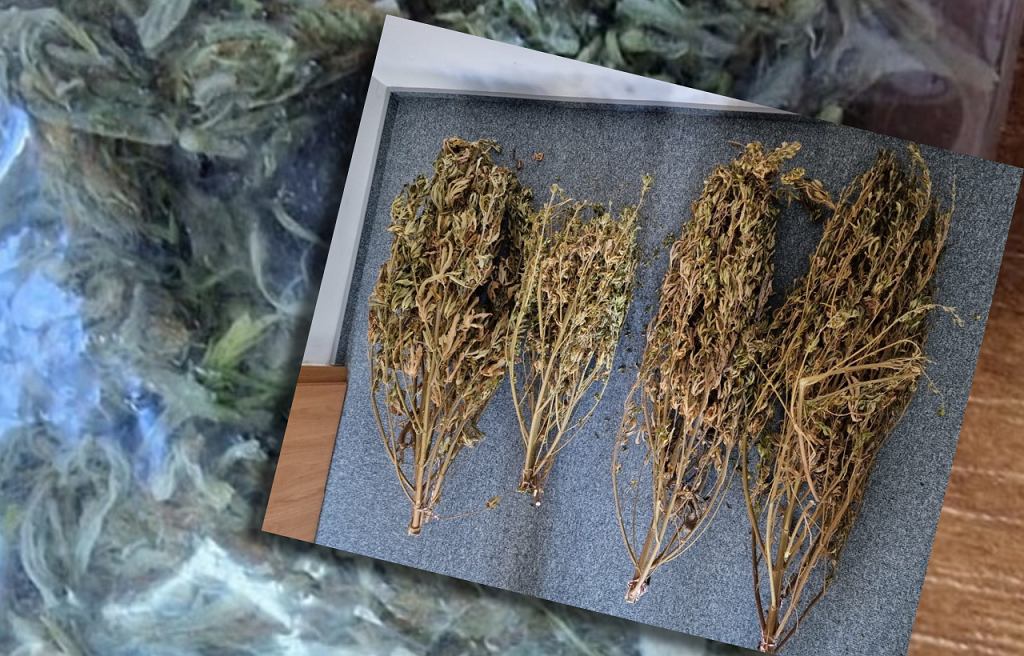 Majeranek czy marihuana? Takie pytania padają w mediach społecznościowych pod postami i artykułami na temat przejęcia 3 kilogramów suszu, które miał 39 letni mieszkaniec powiatu sejneńskiego. Internauci uważają, że susz na opublikowanych zdjęciach bardziej przypomina majeranek i strach mieć przyprawy, bo można usłyszeć zarzuty posiadania konopi indyjskich.