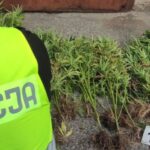 Nocna awantura na terenie ogródków działkowych w Warszawie była punktem zapalnym w tej historii. Wezwani na miejsce policjanci odkryli przy okazji konopie indyjskie rosnące na jednej z działek.