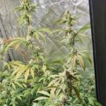 Uprawiał 2 krzewy konopi indyjskich w piwnicy. Miał też trochę zapasów zioła. Teraz 36 letniemu mieszkańcowi Zabrza (woj. śląskie) grozi nawet do 8 lat za kratkami! Wszystko dlatego, że jeden z sąsiadów w myśl 11 przykazania (znaj sąsiada swego) powiadomił policjantów!