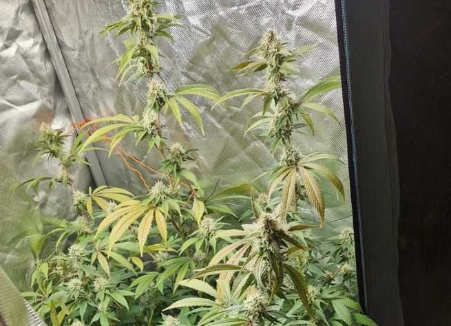 Uprawiał 2 krzewy konopi indyjskich w piwnicy. Miał też trochę zapasów zioła. Teraz 36 letniemu mieszkańcowi Zabrza (woj. śląskie) grozi nawet do 8 lat za kratkami! Wszystko dlatego, że jeden z sąsiadów w myśl 11 przykazania (znaj sąsiada swego) powiadomił policjantów!