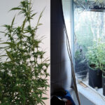 Policjanci, którzy zapukali do drzwi 34 letniego mieszkańca Łodzi byli bezlitośni. Mężczyzna nie zdążył nawet ukryć przed nimi zioła w toaletowej spłuczce. Mundurowi weszli do mieszkania 34 latka przez okno!