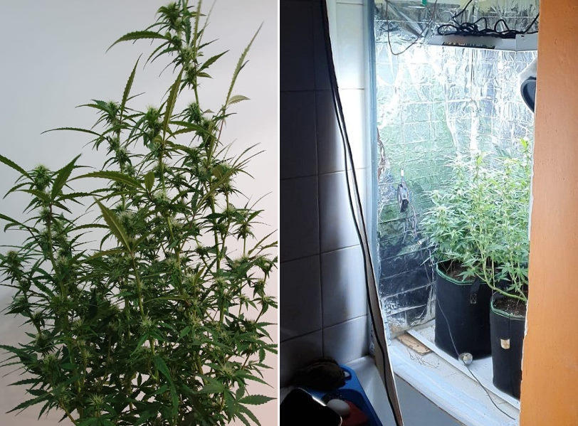 Policjanci, którzy zapukali do drzwi 34 letniego mieszkańca Łodzi byli bezlitośni. Mężczyzna nie zdążył nawet ukryć przed nimi zioła w toaletowej spłuczce. Mundurowi weszli do mieszkania 34 latka przez okno!