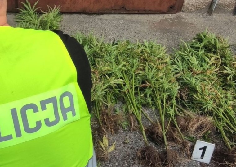 Nocna awantura na terenie ogródków działkowych w Warszawie była punktem zapalnym w tej historii. Wezwani na miejsce policjanci odkryli przy okazji konopie indyjskie rosnące na jednej z działek.