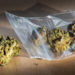 Najnowsze badania wskazują na to, że wśród nastolatków konopie indyjskie są bardzie popularne niż papierosy. Mało tego, zainteresowanie paleniem zioła, które wypiera palenie papierosów, wciąż rośnie.