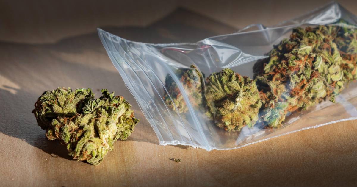 Najnowsze badania wskazują na to, że wśród nastolatków konopie indyjskie są bardzie popularne niż papierosy. Mało tego, zainteresowanie paleniem zioła, które wypiera palenie papierosów, wciąż rośnie.