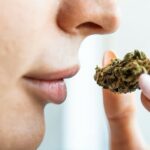 Konopie indyjskie mają to do siebie, że pachną intensywnie w okresie kwitnienia. Charakterystyczny zapach ma również palona marihuana. Aromat konopi jak również zapach konopi i ich intensywność zależne są także od odmiany konopi, które uprawiamy. Więcej na ten temat i nie tylko dowiecie się z tego artykułu.