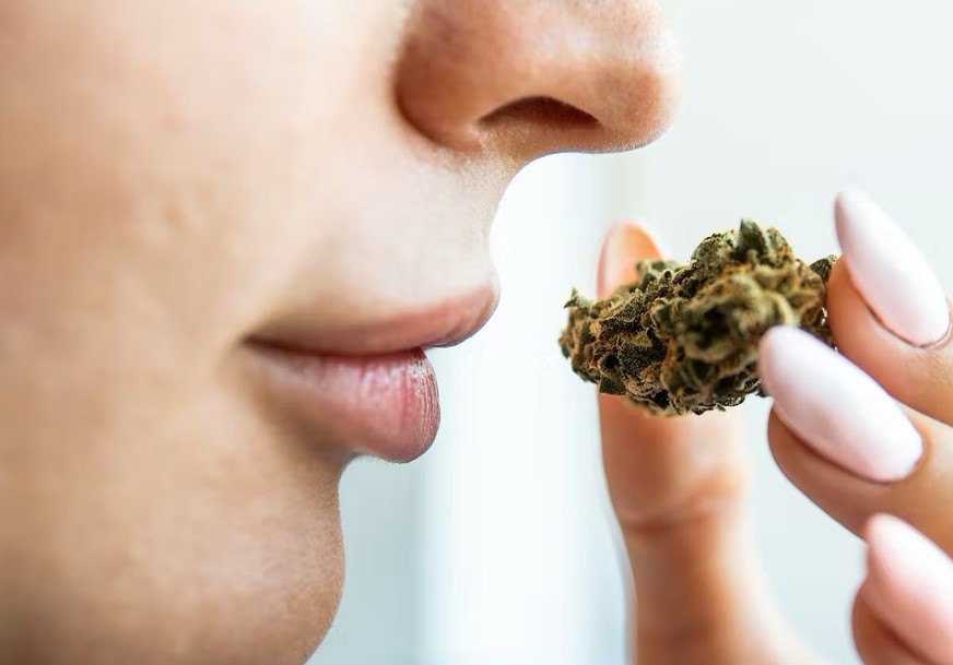 Konopie indyjskie mają to do siebie, że pachną intensywnie w okresie kwitnienia. Charakterystyczny zapach ma również palona marihuana. Aromat konopi jak również zapach konopi i ich intensywność zależne są także od odmiany konopi, które uprawiamy. Więcej na ten temat i nie tylko dowiecie się z tego artykułu.