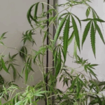 To się nazywa spektakularna akcja policjantów, którzy zatrzymali 30 letniego mężczyznę, hodującego jeden krzak konopi indyjskiej. Aż chce się powiedzieć, że 30 latek z Bytomia (woj. śląskie) to zwyrodniały i bezwzględny bandyta, szef śląskiego narkobiznesu i może do tego jeszcze satanista!? Jedno jest pewne, mieszkańcy Śląska mogą już swobodnie poruszać się po ulicach i w nocy spać spokojnie.