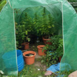 3 lata więzienia grożą 36 letniemu mieszkańcowi gminy Kruszyna (pow. częstochowski). Mężczyzna w foliowym namiocie uprawiał konopie indyjskie. W mieszkaniu 36 latka mundurowi znaleźli też gotowe do użycia zioło.