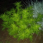 Prowadziła samochód mając ponad promil alkoholu w organizmie. Po przebadaniu alkomatem przez policjantów drogówki 38 latka zaczęła nieudolnie bajerować mundurowych. Przyznała się im, że uprawia konopie indyjskie na własny użytek.