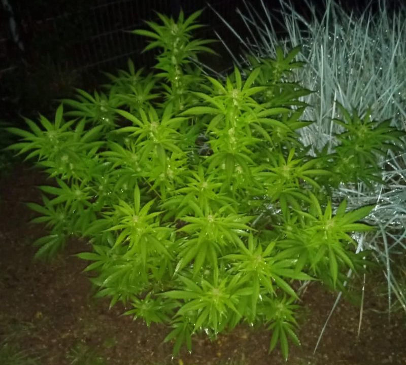 Prowadziła samochód mając ponad promil alkoholu w organizmie. Po przebadaniu alkomatem przez policjantów drogówki 38 latka zaczęła nieudolnie bajerować mundurowych. Przyznała się im, że uprawia konopie indyjskie na własny użytek.