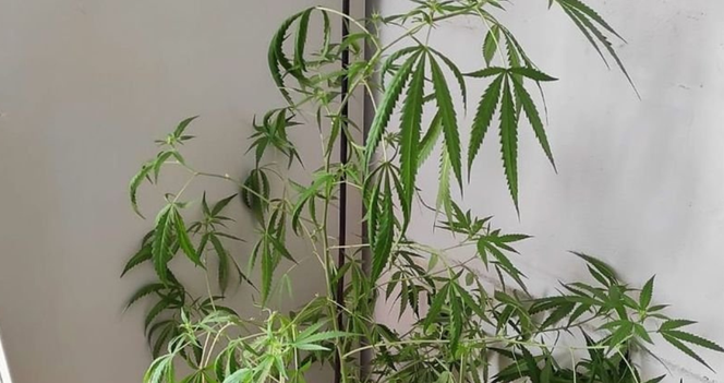 To się nazywa spektakularna akcja policjantów, którzy zatrzymali 30 letniego mężczyznę, hodującego jeden krzak konopi indyjskiej. Aż chce się powiedzieć, że 30 latek z Bytomia (woj. śląskie) to zwyrodniały i bezwzględny bandyta, szef śląskiego narkobiznesu i może do tego jeszcze satanista!? Jedno jest pewne, mieszkańcy Śląska mogą już swobodnie poruszać się po ulicach i w nocy spać spokojnie.