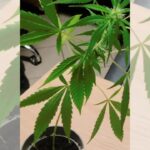 Już możecie czuć się bezpieczni i oczywiście spać w nocy spokojnie. Policjanci zatrzymali kolejnego „zwyrodnialca” i „groźnego przestępcę”, który uprawiał na okiennym parapecie jeden krzew konopi indyjskiej. Uff! Czujecie tę ulgę?