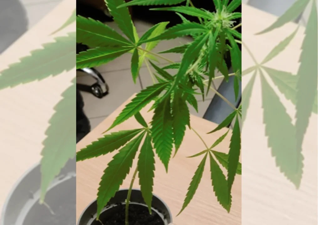 Już możecie czuć się bezpieczni i oczywiście spać w nocy spokojnie. Policjanci zatrzymali kolejnego „zwyrodnialca” i „groźnego przestępcę”, który uprawiał na okiennym parapecie jeden krzew konopi indyjskiej. Uff! Czujecie tę ulgę?