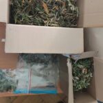 Według policjantów była to profesjonalna plantacja konopi indyjskich na strychu, wyposażona w wysokiej jakości sprzęt. Oprócz 9 krzewów mundurowi z Kłodzka znaleźli zioło. Ocenili, że można było z niego przygotować 1600porcji.