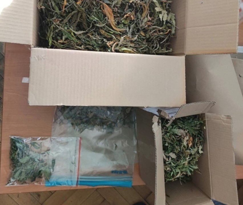 Według policjantów była to profesjonalna plantacja konopi indyjskich na strychu, wyposażona w wysokiej jakości sprzęt. Oprócz 9 krzewów mundurowi z Kłodzka znaleźli zioło. Ocenili, że można było z niego przygotować 1600porcji.