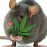 200 kilogramów zioła tak po prostu zniknęło z policyjnego magazynu w Indiach. Towar był wcześniej skonfiskowany handlarzom. Tamtejsi funkcjonariusze o tak duże ubytki w magazynie obwiniają szczury.