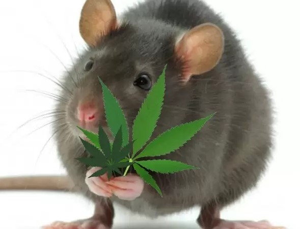 200 kilogramów zioła tak po prostu zniknęło z policyjnego magazynu w Indiach. Towar był wcześniej skonfiskowany handlarzom. Tamtejsi funkcjonariusze o tak duże ubytki w magazynie obwiniają szczury.