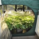 W sumie sześć małych sadzonek konopi indyjskich, w małym growboxie uprawiał 20 latek z Rzeszowa. Jego mini plantację w mieszkaniu ujawnili policjanci. Usłyszał już zarzuty i grozi mu kara więzienia.