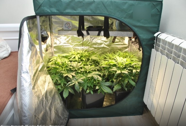 W sumie sześć małych sadzonek konopi indyjskich, w małym growboxie uprawiał 20 latek z Rzeszowa. Jego mini plantację w mieszkaniu ujawnili policjanci. Usłyszał już zarzuty i grozi mu kara więzienia.