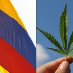 Senat Kolumbii większością głosów zatwierdził ustawę o legalizacji konopi indyjskich. Chociaż wciąż trzeba podjąć pełne kroki prawne, żeby nowe prawo weszło w życie. Ustawa uzyskała wstępną akceptację w krajowej Izbie Reprezentantów.