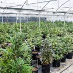 2 700 krzewów konopi indyjskich, 130 kg zioła i 3 osoby zatrzymane. To efekt współpracy CBŚP i włoskich służb, które przejęły marihuanę na terenie miejscowości Terracina we Włoszech. Uprawiane na plantacji konopie indyjskie miały trafić na europejski rynek.