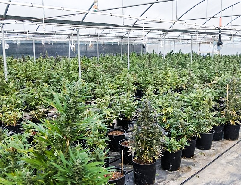 2 700 krzewów konopi indyjskich, 130 kg zioła i 3 osoby zatrzymane. To efekt współpracy CBŚP i włoskich służb, które przejęły marihuanę na terenie miejscowości Terracina we Włoszech. Uprawiane na plantacji konopie indyjskie miały trafić na europejski rynek.