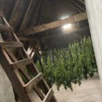 W cichym i ciepłym otoczeniu strychu stodoły 31 letni mieszkaniec Bojanowa uprawiał konopie indyjskie. Wszystko z użyciem profesjonalnego sprzętu. Zatrzymanie jest efektem połączonych działań funkcjonariuszy wydziału kryminalnego z Rawicza oraz Gostynia.