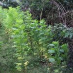 212 krzaków konopi indyjskich oraz 1200 porcji zioła. Tyle udało się wyhodować i wyprodukować dwóm mężczyznom z powiatu rybnickiego (woj. śląskie). Niestety ich zacięcie do uprawy konopi indyjskich ukrócili policjanci.