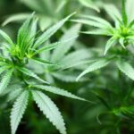 Miały być figurki pasterzy do bożonarodzeniowej szopki, a było 10 kilogramów zioła. To efekt zamówienia w sieci, które złożył jeden z mieszkańców Włoch.