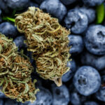 18 proc. THC i 1 proc. CBD. Do polskich aptek trafiła odmiana medycznej marihuany Bluberry od Cannabis flos Tilray. Jest ona w 80 proc. indicą i w 20 proc. sativą. To hybryda, która ma być skutecznym lekiem dla pacjentów walczących z bólem, depresją i bezsennością.