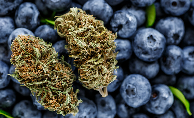 18 proc. THC i 1 proc. CBD. Do polskich aptek trafiła odmiana medycznej marihuany Bluberry od Cannabis flos Tilray. Jest ona w 80 proc. indicą i w 20 proc. sativą. To hybryda, która ma być skutecznym lekiem dla pacjentów walczących z bólem, depresją i bezsennością.