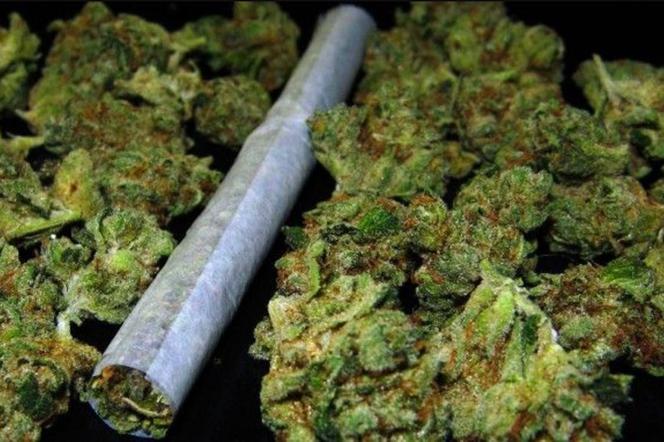 27 latek, którego policjanci zatrzymali do kontroli miał przy sobie dwa jointy. Kolejne porcje zioła na własny użytek mundurowi wyniuchali w jego domu. Koniecznie trzeba było zrobić porządek z tym groźnym przestępcą.