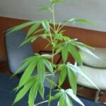 15 krzewów konopi indyjskich i pół kilograma zioła gotowego do jarania. Takimi łupami mogą się pochwalić policjanci z Katowic. 31 letniemu gliwiczaninowi grozi teraz nawet do 10 lat więzienia.