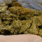 Byli showmanami sprzedającymi przez internet konopie indyjskie. Niestety to, że kręcili swój biznes w mediach społecznościowych przyczyniło się do ich zguby. Dwoma „artystami” Wirginii w USA zainteresowały się organy ścigania.