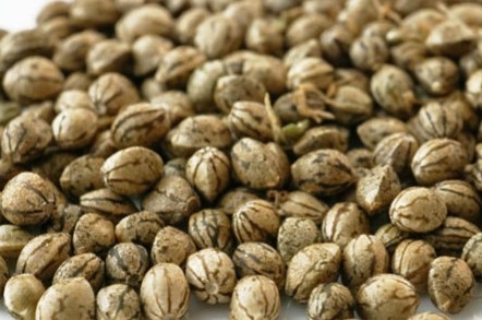 Rośliny konopi znane są ze swoich wszechstronnych zastosowań, w tym jako rośliny lecznicze, ale również jako rośliny przemysłowe i ozdobne. Jednym z najciekawszych aspektów hodowli roślin konopi jest uzyskiwanie różnych kolorów i kształtów nasion.