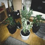 To kolejny sukces policjantów, którzy mogą się chwalić zatrzymaniem groźnego dla otoczenie „przestępcy”. Tym razem zatrzymali 37 letniego mieszkańca Zabrza, który z szafy zrobił sobie małego growboxa do uprawy konopi indyjskich.