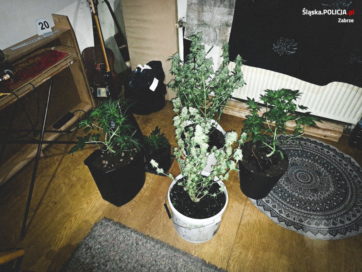 To kolejny sukces policjantów, którzy mogą się chwalić zatrzymaniem groźnego dla otoczenie „przestępcy”. Tym razem zatrzymali 37 letniego mieszkańca Zabrza, który z szafy zrobił sobie małego growboxa do uprawy konopi indyjskich.