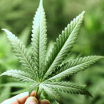 Uprawa marihuany ma znacznie dłuższe korzenie, niż mogłoby się wydawać. Nowe badania opublikowane w czasopiśmie Science Advances wykorzystały genetykę do prześledzenia starożytnego miejsca narodzin konopi indyjskich.