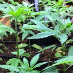 Konopie indyjskie na balkonie, w ogródku, czy po prostu w domu. Pacjenci z Nowego Jorku, którzy mają receptę na medyczną marihuanę mogą ją uprawiać na własny użytek od końca zeszłego roku.