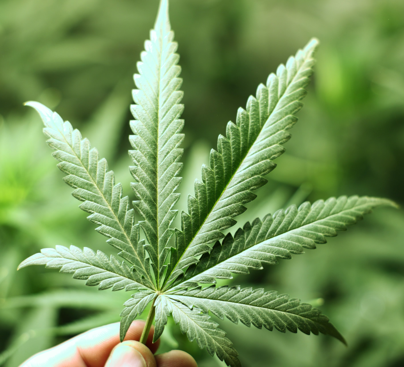 Uprawa marihuany ma znacznie dłuższe korzenie, niż mogłoby się wydawać. Nowe badania opublikowane w czasopiśmie Science Advances wykorzystały genetykę do prześledzenia starożytnego miejsca narodzin konopi indyjskich.