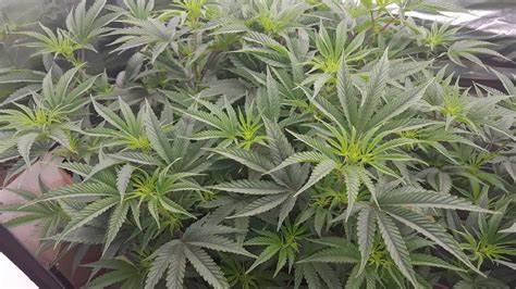 Być może dla pacjentów medycznej marihuany nie będzie to duże zaskoczenie, bo są w temacie na bieżąco. Jednak nie wszyscy muszą wiedzieć, dlatego informujemy. Rockstar i Blueberry to nowe odmiany medycznej marihuany, które niebawem będą dostępne na receptę w polskich aptekach.