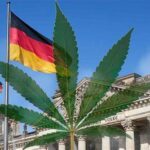 W sumie 163 stronicowy dokument opublikowało niemieckie Ministerstwo Zdrowia. Jest to oficjalny i finalny projekt legalizacji konopi indyjskich za Odrą. Projekt niebawem trafi do zaopiniowania przez niemieckich urzędników.